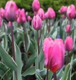 Close-up of pink flowers blooming outdoors