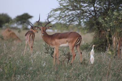 Deer and birds on field in forest