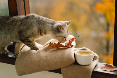 Cute cat with cozy autumn still life with hot coffee on a windowsill.