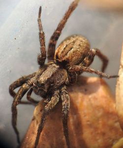 Close-up of spider