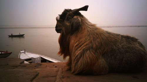 Side closeup view of a old goat at holy ganga river in varanasi,india.