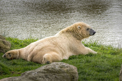 Polar bear basking in the sun lying by the side of a lake