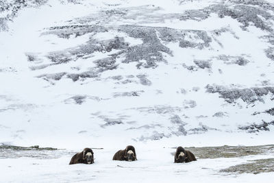 View of sheep on snow covered land