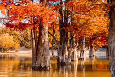 Scenic view of lake in forest during autumn