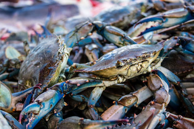 Close-up of crab