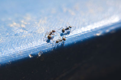 Close-up of spider