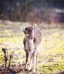 Fawn standing on field