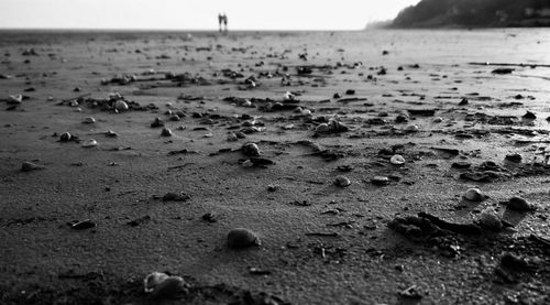 Close-up of crab on sand at beach