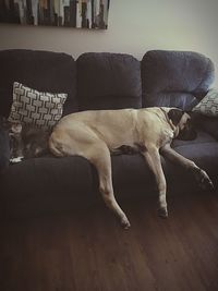 Dog relaxing on sofa at home