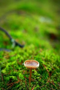 Close-up of snail on field