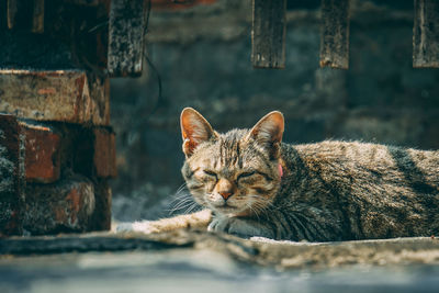 Close-up of a cat resting