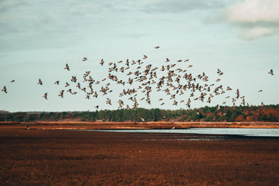 Flock of birds flying over land