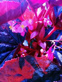 High angle view of pink flowering plant