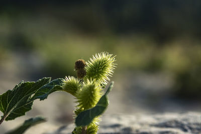 Close-up of plant