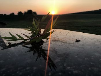 Close-up of plant growing on field against sky during sunset