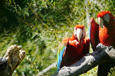 Close-up of macaws perching on tree