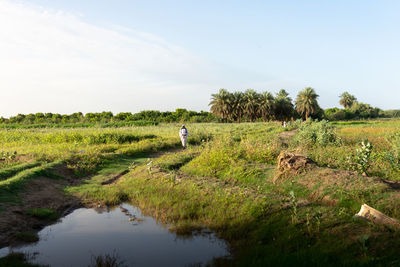 Scenic view of green farm with palm trees in the back