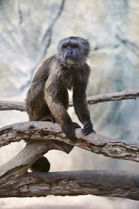 Monkey sitting on branch