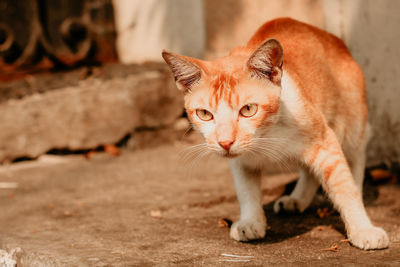 Portrait of a cat looking away