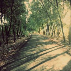 Road passing through forest