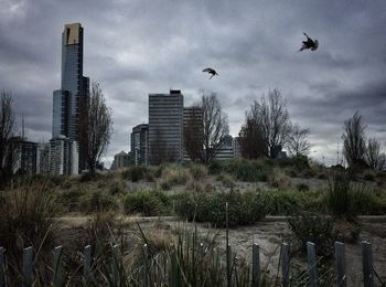 Bird flying over city