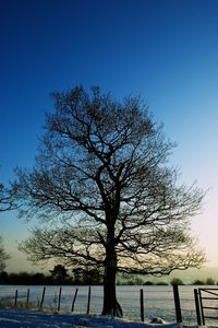 Silhouette tree by sea against clear sky