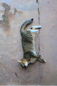 High angle view of cat relaxing outdoors