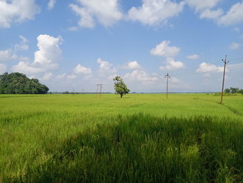 Scenic view of agricultural field against sky