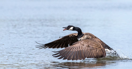 Duck swimming in lake