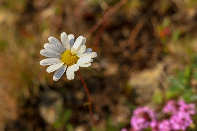 Close-up of white flowering plant