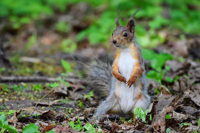 Squirrel on a field