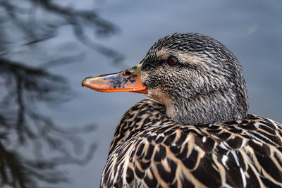 Close-up of duck swimming in lake