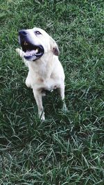 High angle view of dog on field