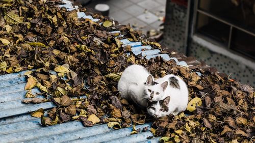 High angle view of cats sitting on dry leaves over roof