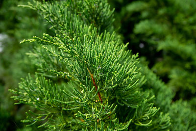 Close-up of pine tree leaves