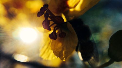 Close-up of yellow flower