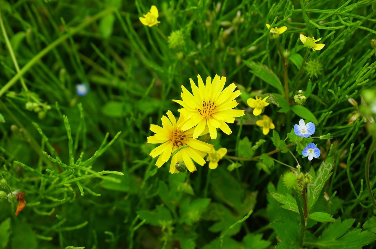 flower, freshness, fragility, growth, petal, yellow, flower head, beauty in nature, plant, green color, blooming, nature, close-up, leaf, focus on foreground, high angle view, field, in bloom, white color, day