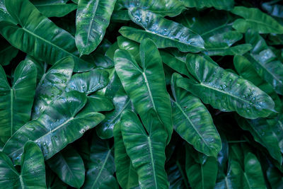Full frame shot of wet leaves