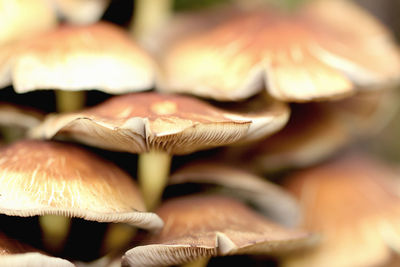 Close-up of mushrooms