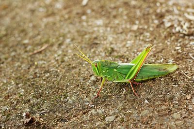 Close-up of insect on leaf