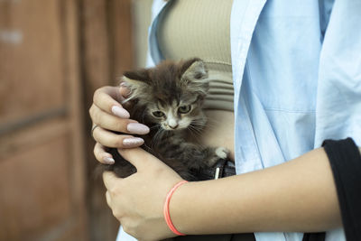 Kitten in the hands of a girl. a small pet bask in the hands. woman holding a toddler kitten.