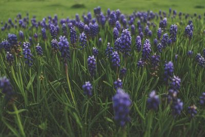 Close-up of purple crocus flowers on field