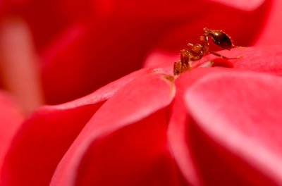 Close-up of ant on plant