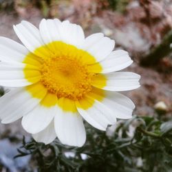 Close-up of fresh white flower blooming outdoors