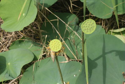 Close-up of lotus water lily