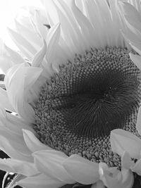 Close-up of flower head