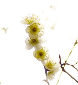 Close-up of white flowers