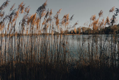 Scenic view of lake in forest against sky