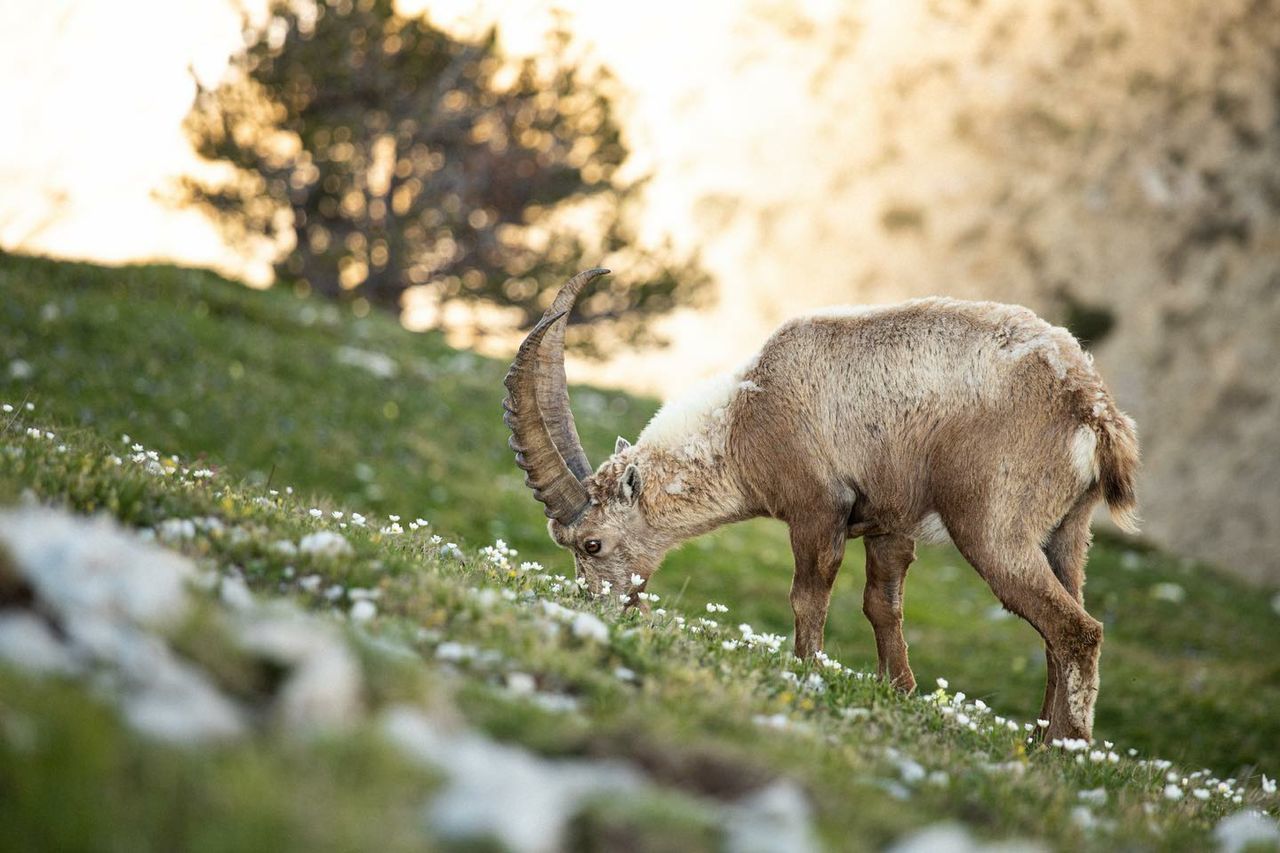 DEER GRAZING IN THE FIELD