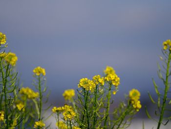 Close-up of yellow flowering plants against clear sky